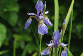 Iris 'Blue King'Siberische iris bestellen